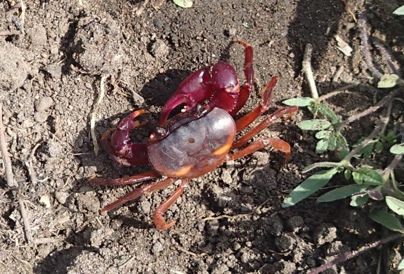 Afrithelphusa afzelii. Photo by Dr. Pierre A. Mvogo Ndongo.