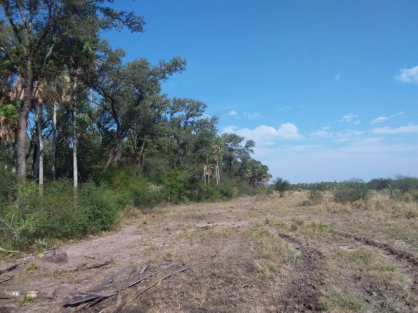 Islet with “quebrachal” forest within a cattle ranching landscape. Laishi department, Formosa province, Argentina.