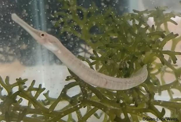 Syngnathus temminckii indulging in brineshrimp while taking refuge amidst codium seaweeds.