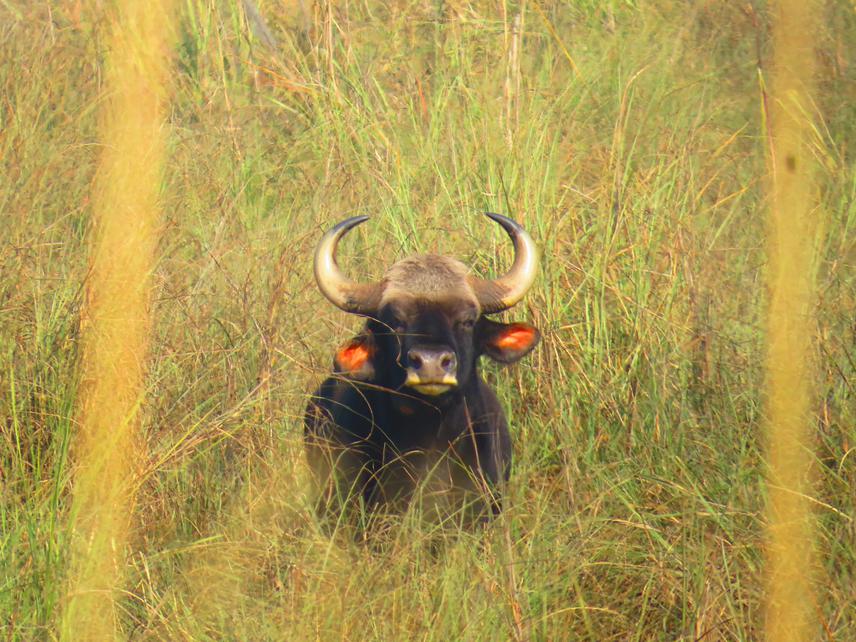 Single bull Gaur © Kiran Poudel.