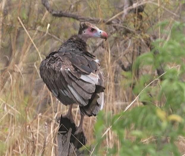 White-headed vulture juvenile in Mole National Park. © Grzegorz Walczak.