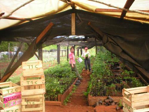 A tree nursery was built in a farm located in the buffer area of the Iguazú National Park. In this tree nursery the saplings of native species used in restoration treatments in monocultures of yerba mate were grown.