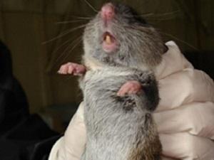 The rodent Delomys dorsalis, the most abundant small mammal in the study area