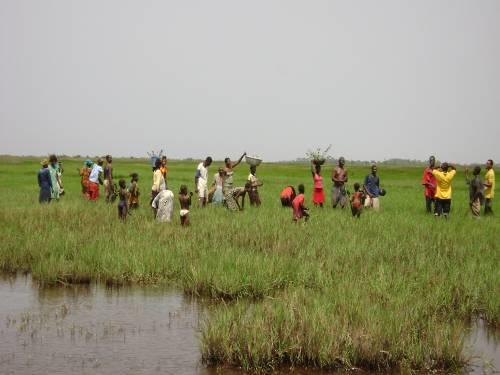 Planting of the mangroves in the muddy and flooded areas.