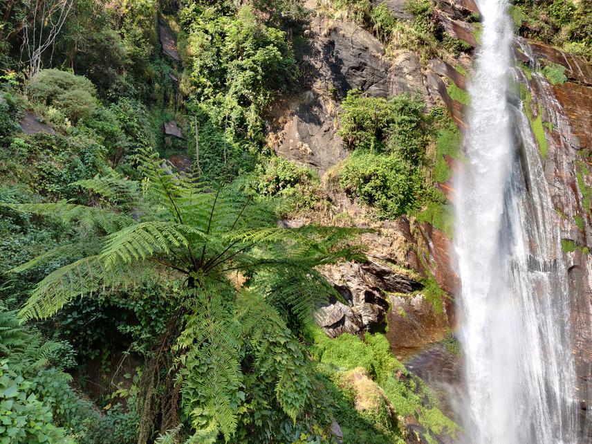 A tree fern in its natural habitat. © Greenhood Nepal.