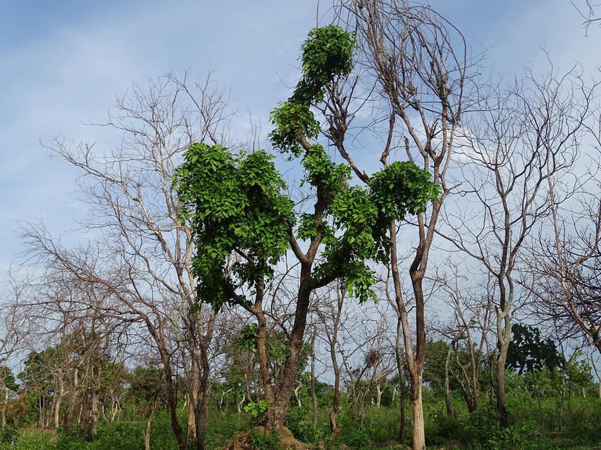 Afzelia africana in agroforestry systems at Tchaourou. © Koutchoro (2023).