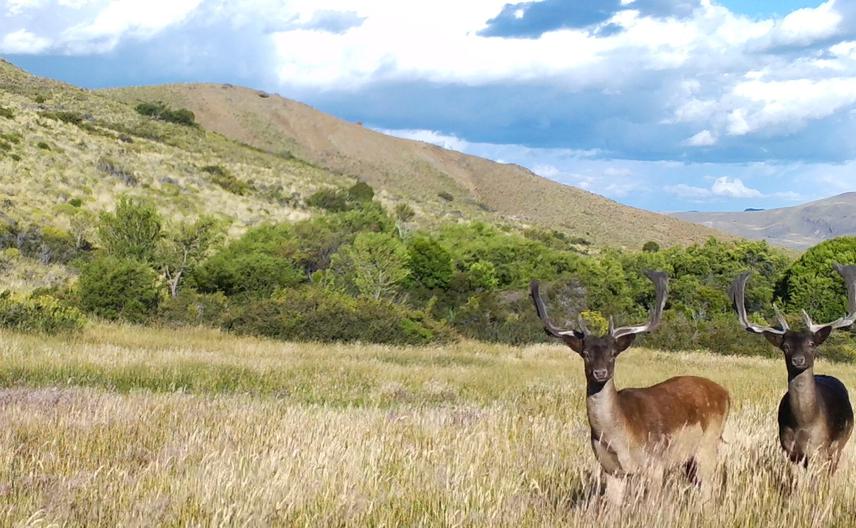 Non-native fallow deer (Dama dama) in FCR.