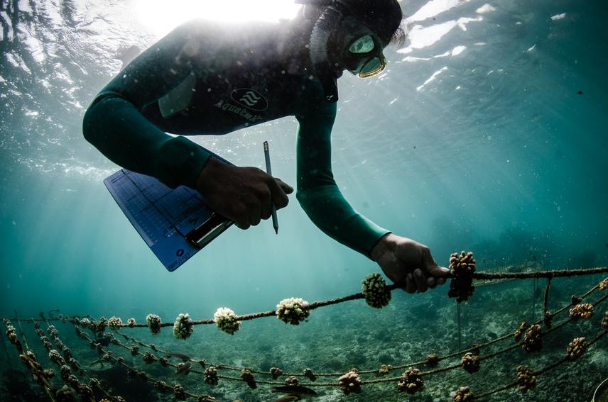 Bleaching monitoring: By thoroughly studying coral bleaching response of each variety, our team can identify and select the best candidates for restoration. © Nicolas Davalos.