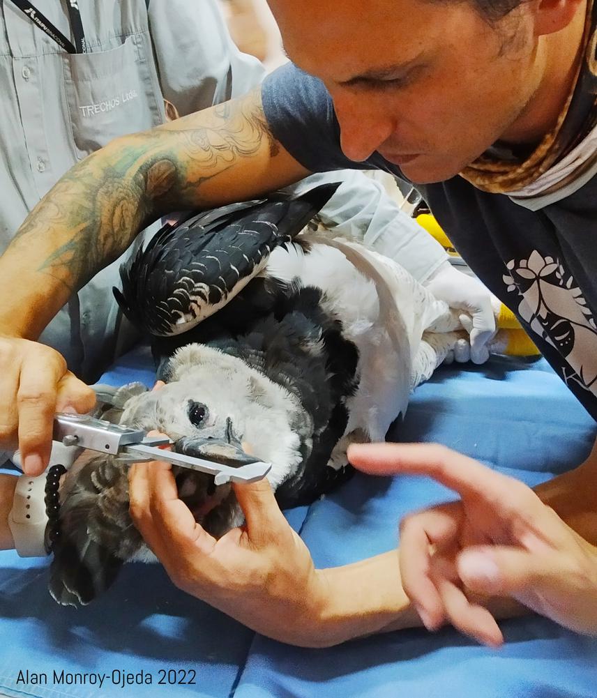Researcher Alan Monroy-Ojeda measures a Harpy Eagle (Harpia harpyja) and measures harnesses for telemetry. His research will evaluate potential reintroduction areas in Mexico. © Alan Monroy-Ojeda .