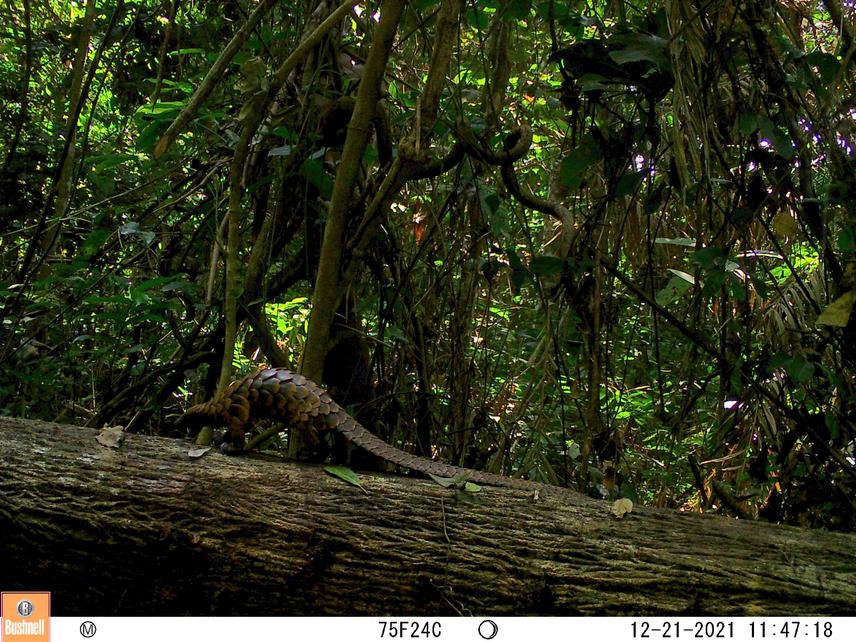 A black-bellied pangolin Phataginus tetradactyla photographed walking on a downed fallen-log in Deng Deng National Park, Cameroon ©Ghislain F. Difouo / Rufford Foundation/ University of Yaoundé 1