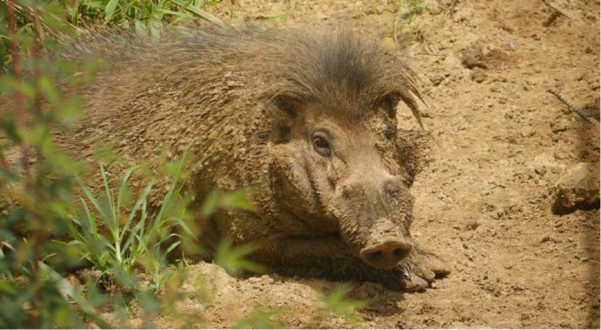 An Adult S. cebifrons released at Bayawan Nature Reserve. © Talarak Foundation Inc.