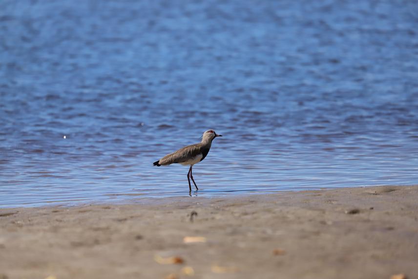 A Southern Lapwing (Vanellus chilensis) rests in the mud exposed by the low tide in the mangroves of the Acuípe River, in Una, Bahia, Brazil. © Laura Torezan.
