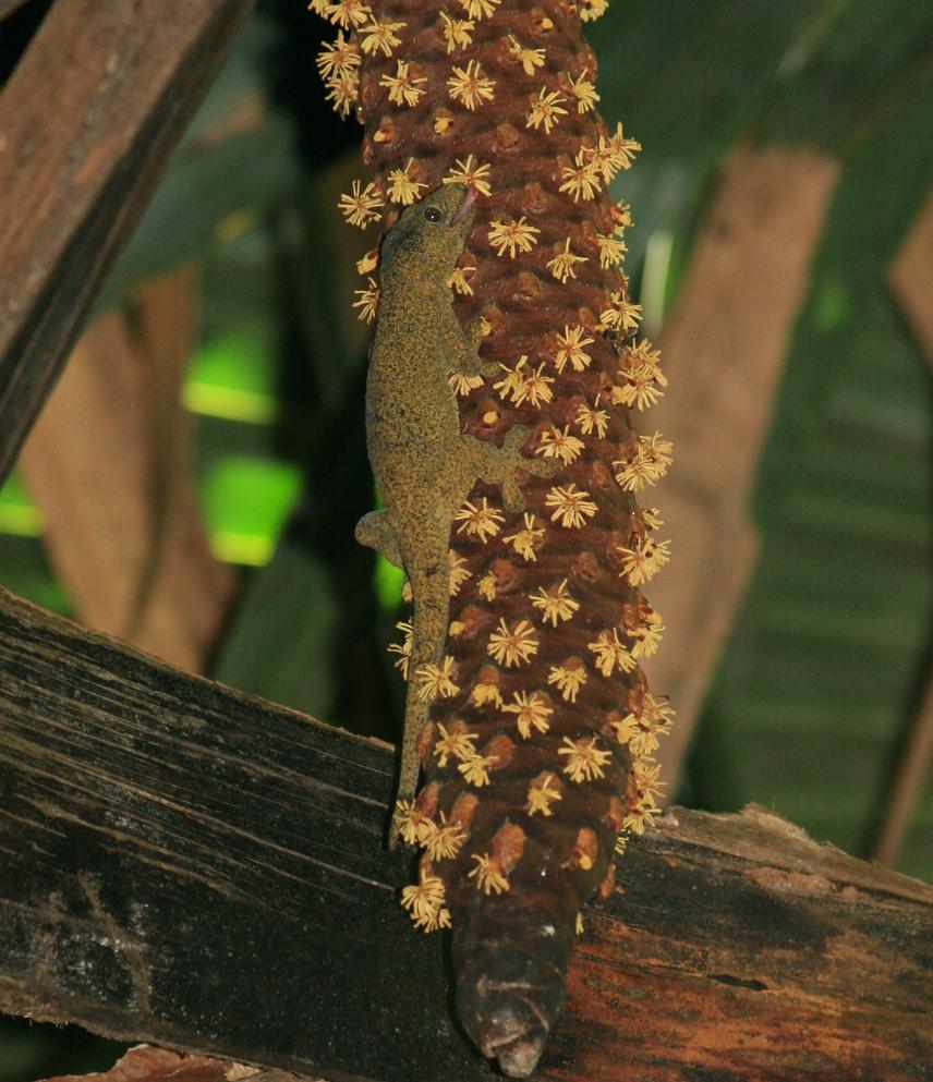 Giant bronze gecko on coco-de-mer catkin. © Dennis M. Hansen.