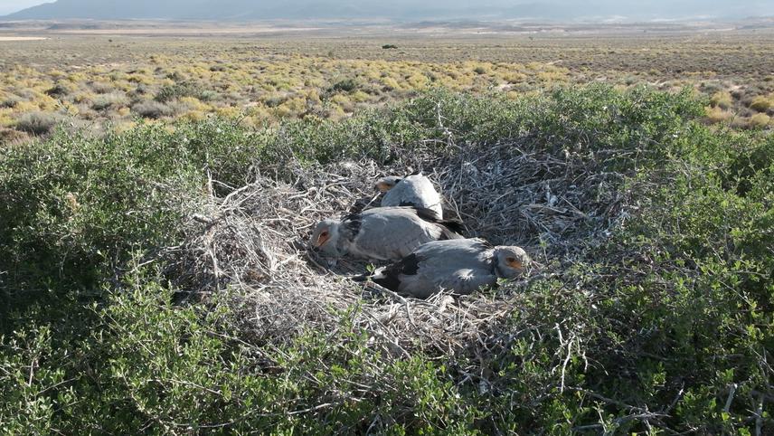 Secretarybird chicks on the nest © Nick Smuts.