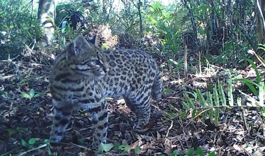 Leopardus guttulus © Bird and Mammal Evolution, Systematics and Ecology Lab.
