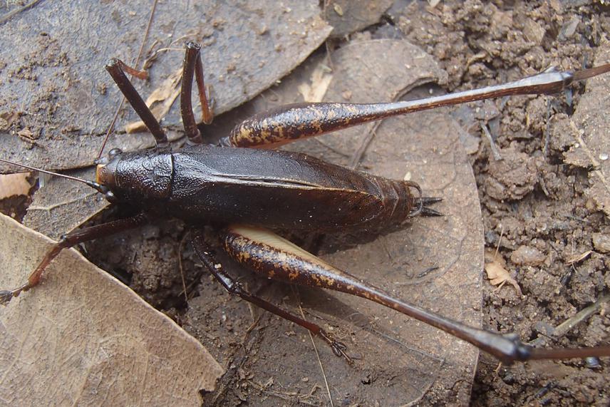 Male of Macroscirtus kekeunoui.