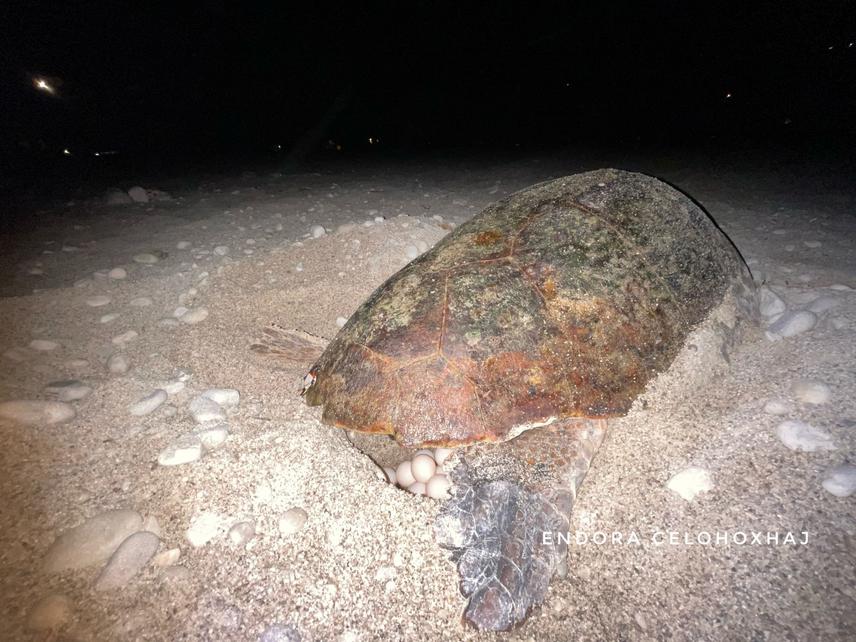 A loggerhead sea turtle (caretta caretta) was identified on Drimadhes Beach in Himara during the late evening hours. © Endora Celohoxhaj.