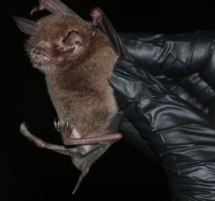 Pteronotus rubiginosus.