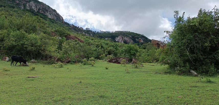 Part of Matooi Hill in the study area with a mystical cave. Adjacent to this cave, critically endangered plant species have recently been discovered. ©J.M Munywoki.