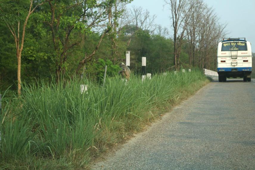 Roads connect people but wildlife also shares these paths—drive with caution and save lives. © Manju Shree Thakur.