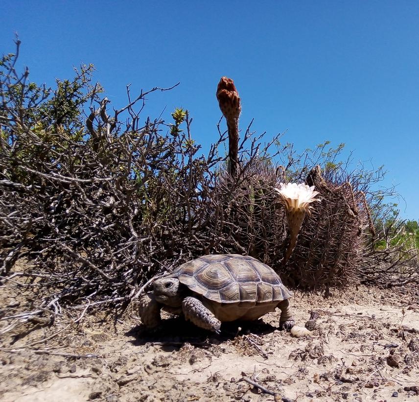 Chelonoidis chilensis in its natural habitat. © Fernando Duran