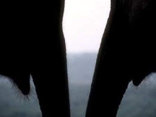 Sumatran Elephant. © Een Irawan.