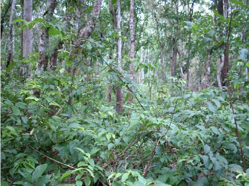 Moist deciduous forests in the sanctuary.
