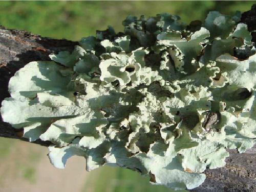 Parmotrema hababianum.