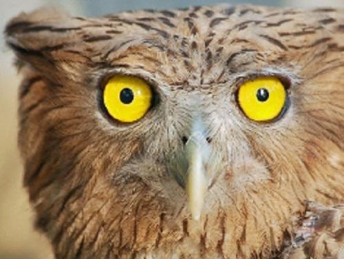 Bubo zeylonensis.