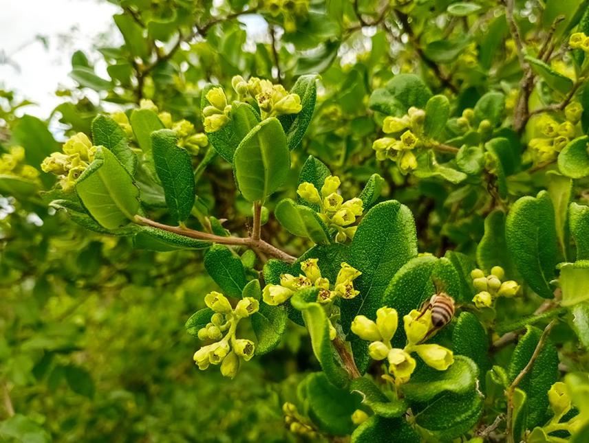 Foraging bee on Cordia monoica plant.