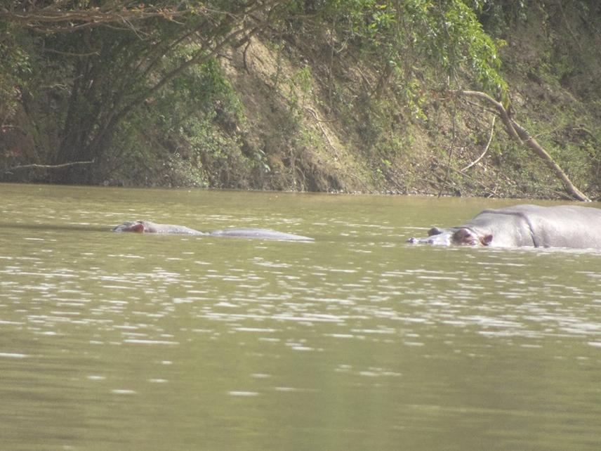 Hippo female and juvenile resting in Comoe river. © Lionel Gohore, CSRS-CI.