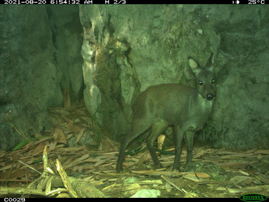 Forest musk deer in Huu Lien NR © Dai Phan & Dung Tran/ VNUF.