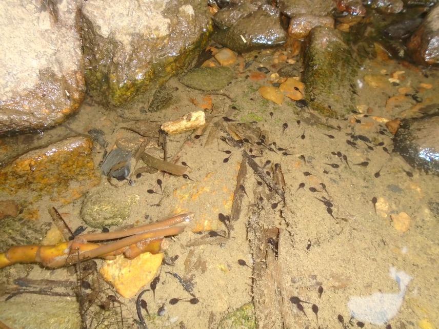 Goliath frog tadpoles.
