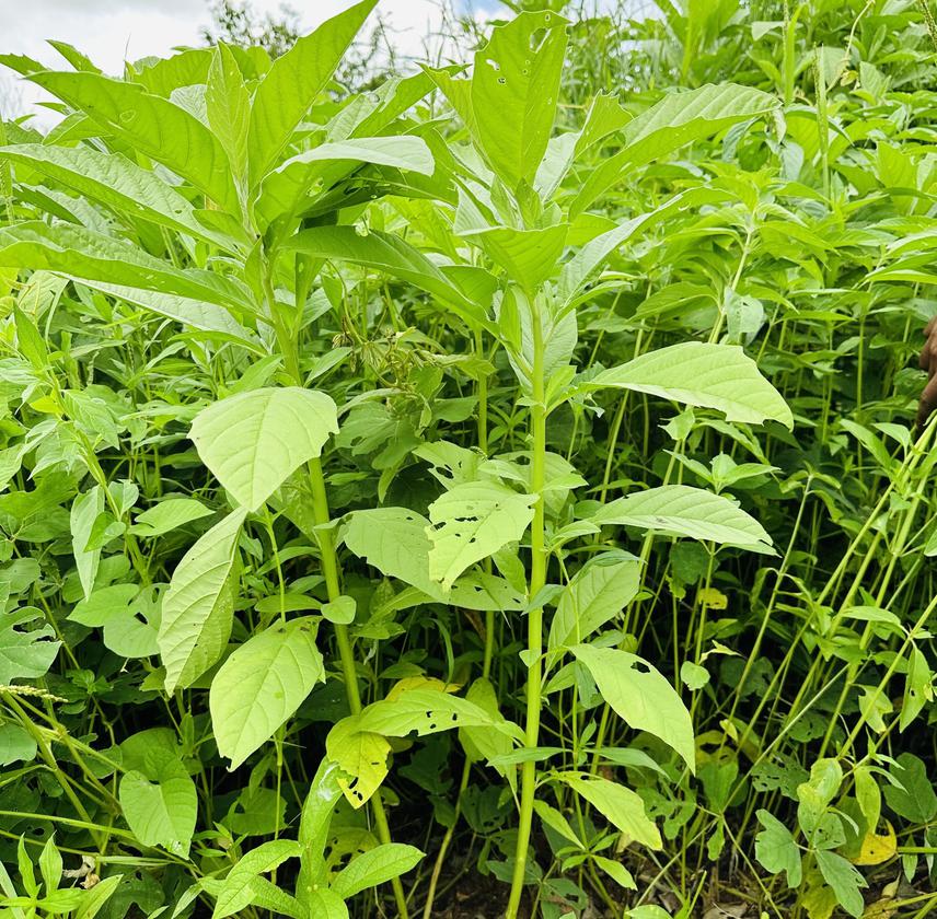 Kongwa weed. © Upendo Richard.