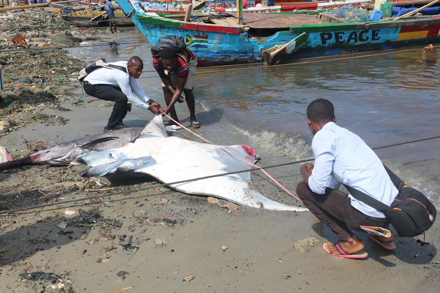 Team member measuring Mobula tarapacanna at Dixcove community.