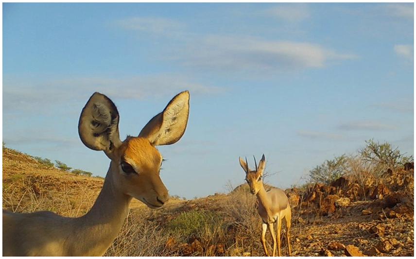 Two Beira antelopes (Dorcatragus megalotis) taken by camera trap during a survey conducted in the Aser-jog region in 2023. ©Astrid Lebatteux / Association DECAN, Djibouti.