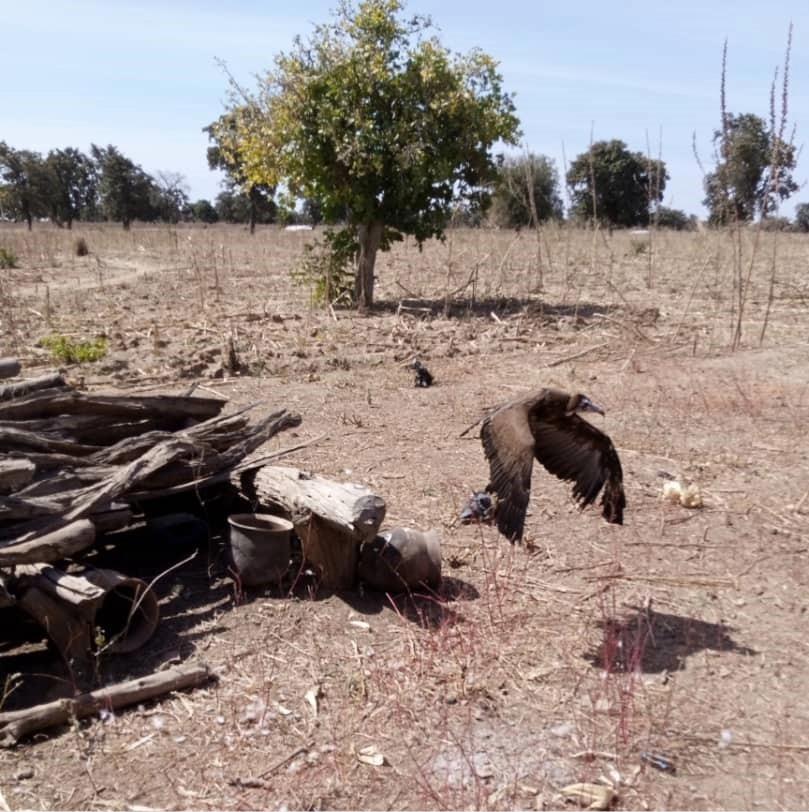 Hooded vulture observed near to human habitat in transboundary park of W. © Samson Dognimon, 2022