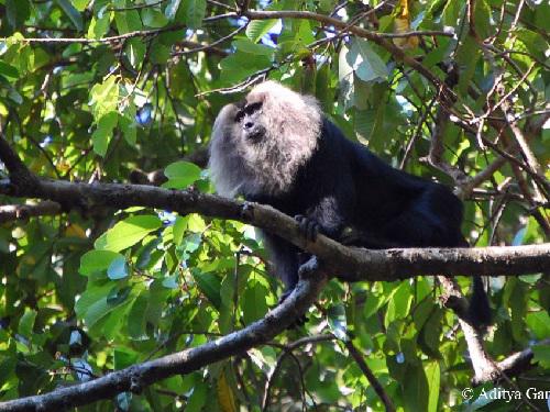 Lion Tailed Macaque, Shendurney. © Aditya Gangadharan.