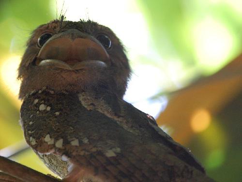 Sri Lanka Frogmouth, Shendurney. © Aditya Gangadharan.