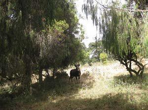 Adult male Mountain Nyala (our study species) taken in the Munessa forest.