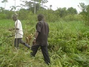 Community members of Esaase planting grafted mangoes in their community.