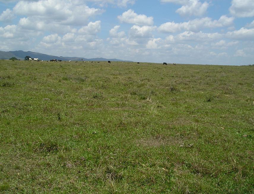 Natural Savanna.