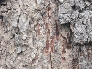 Claw marks of Asiatic Black Bear.