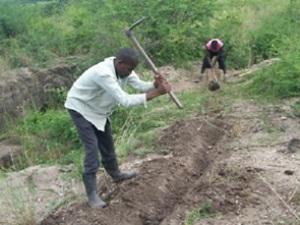 Planting barrier hedge to control erosion.  Photo by Tal.J