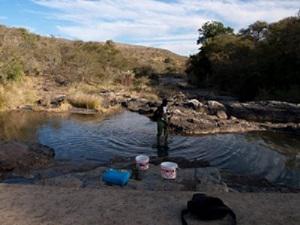 Electric fishing and habitat assessment for minnows in headwater streams.
