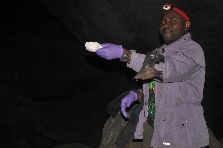 Benneth Obitte releasing a fruit bat after data collection.