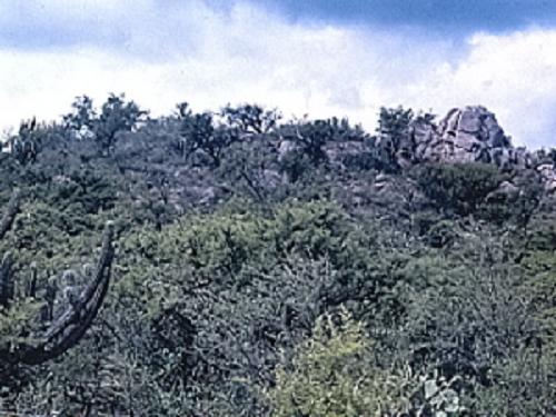 Chaco montane dry woodland in north Cordoba, Argentina.