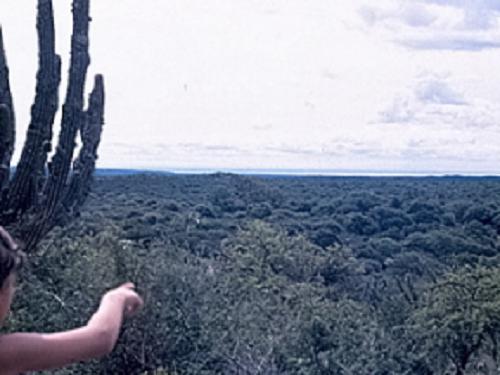 Montane woodland in Cordoba (Argentina)-Clear line on background are the Salinas Grandes.