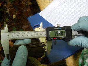 Measurement of an Andropadus latirostris’s wing length. © Jean Bernard.