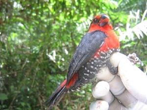 Western Bluebill (Spermophaga haematina).